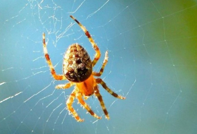 Spiders can hear you `walking and talking` 